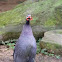 Helmeted Guineafowl