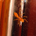 ant mimic spider