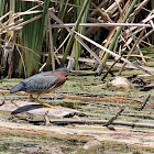 Green Heron