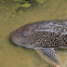 Pleco