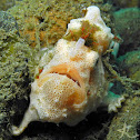 Painted Frogfish