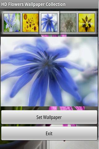 HD Flower Wallpaper Collection