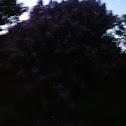 Unknown spotting
