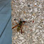 Yellowjacket