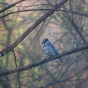 Blue Jay