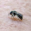 sweat bee