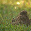 Southern Fire Ant mound