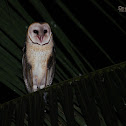Barn Owl