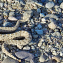 Sidewinder Rattlesnake
