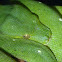 Green Tree Python  