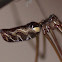Marbled cellar spider or Daddy Longlegs