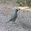 Gambel's Quail
