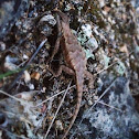Prairie Lizard