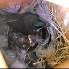 Tree Swallow