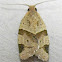 Garden Tortrix Moth