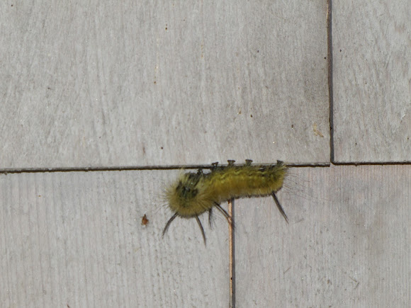 Spotting Image 1