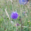 Sheep's bit scabious