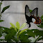 Papilio alphenor