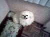 Pekineses Minis Los Mas Puros Del Pais
