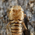 Northern California Entomology