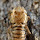 Northern California Entomology