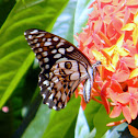 Common Lime Butterfly