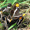 California Sister Butterfly