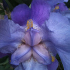 iris germanica