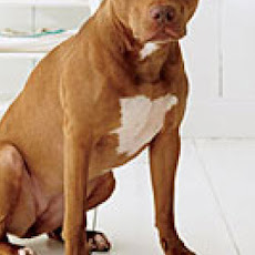 Pet Friendly - Puddy's Fruit Salsa