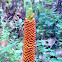 Amorphophallus sp.