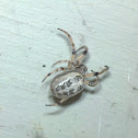 Furrow Orb Weaver Spider