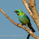 Green-headed tanager