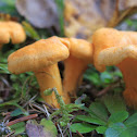 Chanterelle