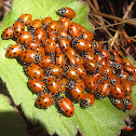 Convergent Ladybugs