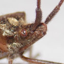 Western Conifer Seed Bug.