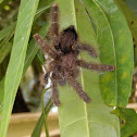Tarantula