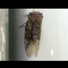 Cicada