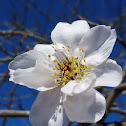 Almond