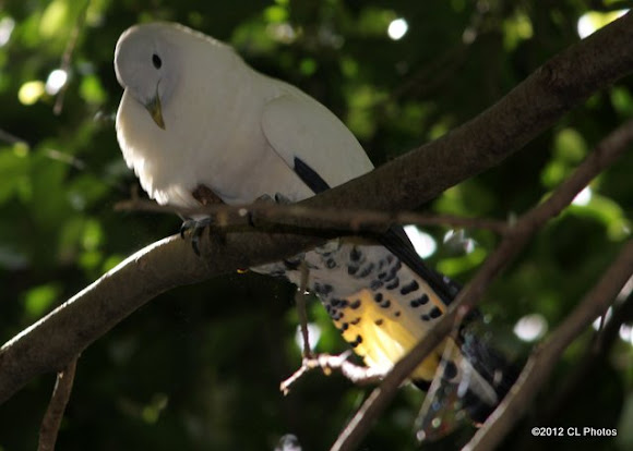 Spotting Image 1