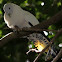 Pied Imperial Pigeon