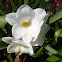 Fresia blanca