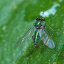 Long legged fly