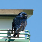 Purple martin