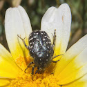 Beetle. Escarabajo del sudario