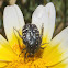 Beetle. Escarabajo del sudario