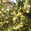 Autumn-Olive