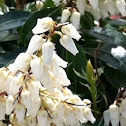 Japanese andromeda
