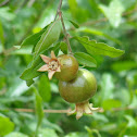 अनार Pomegranate