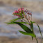 Swamp Milkweed