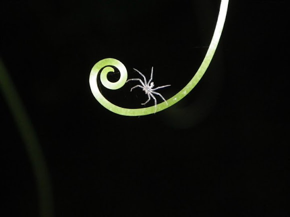 Spotting Image 1
